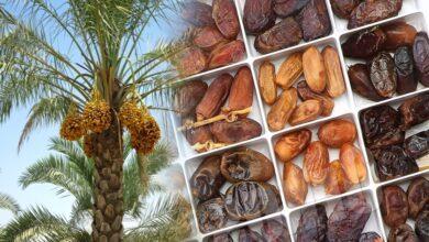 Premium Iranian Dates export