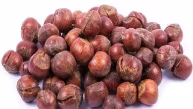 Premium Iranian Hazelnut export