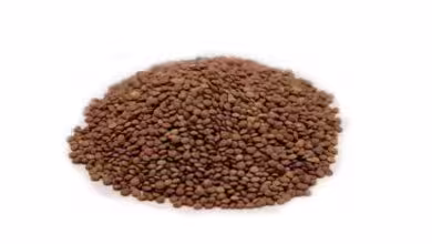 Premium Iranian Lentils export