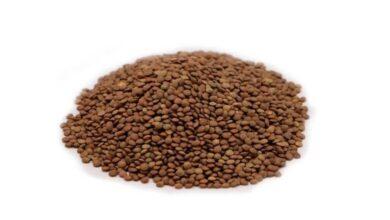 Premium Iranian Lentils export