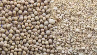 Premium Iranian Soybean export