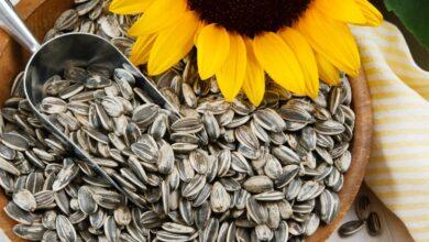 Premium Iranian Sunflower & Watermelon seeds exports
