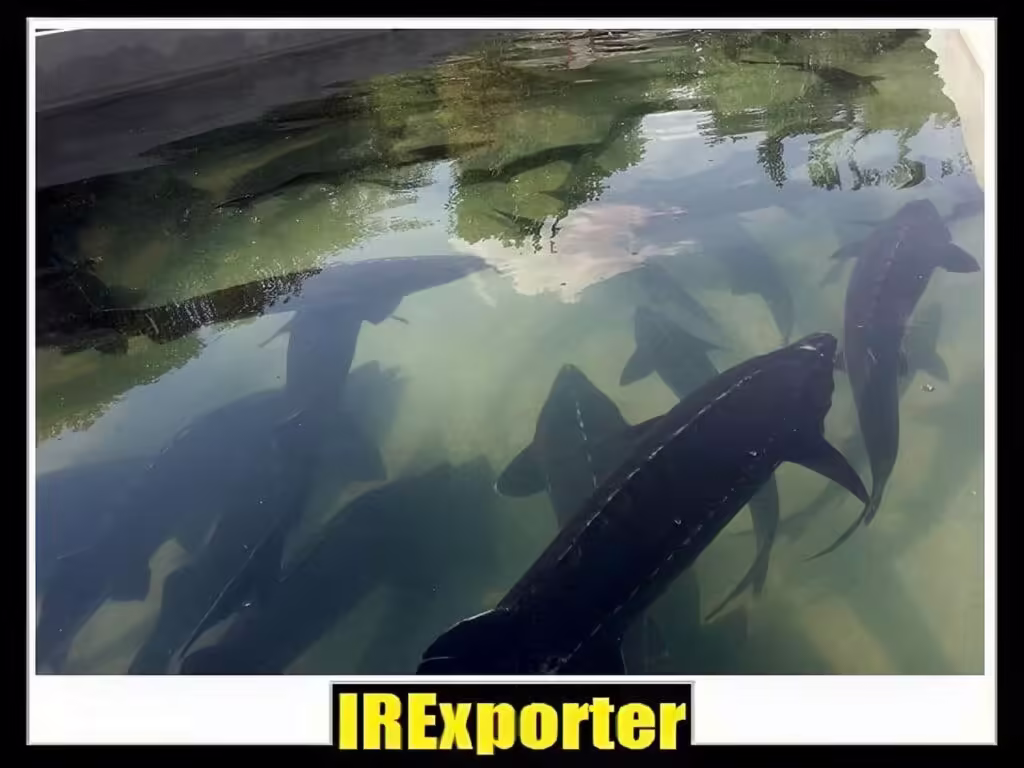 Iran caviar exporter exchange