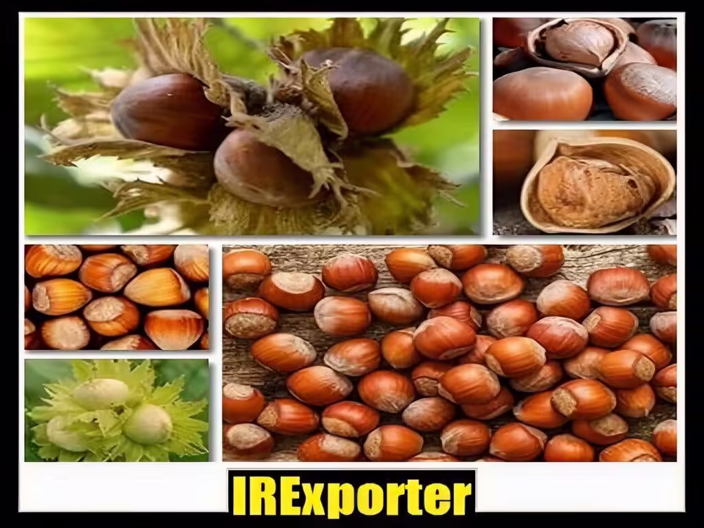 Iran hazelnut exporter exchange