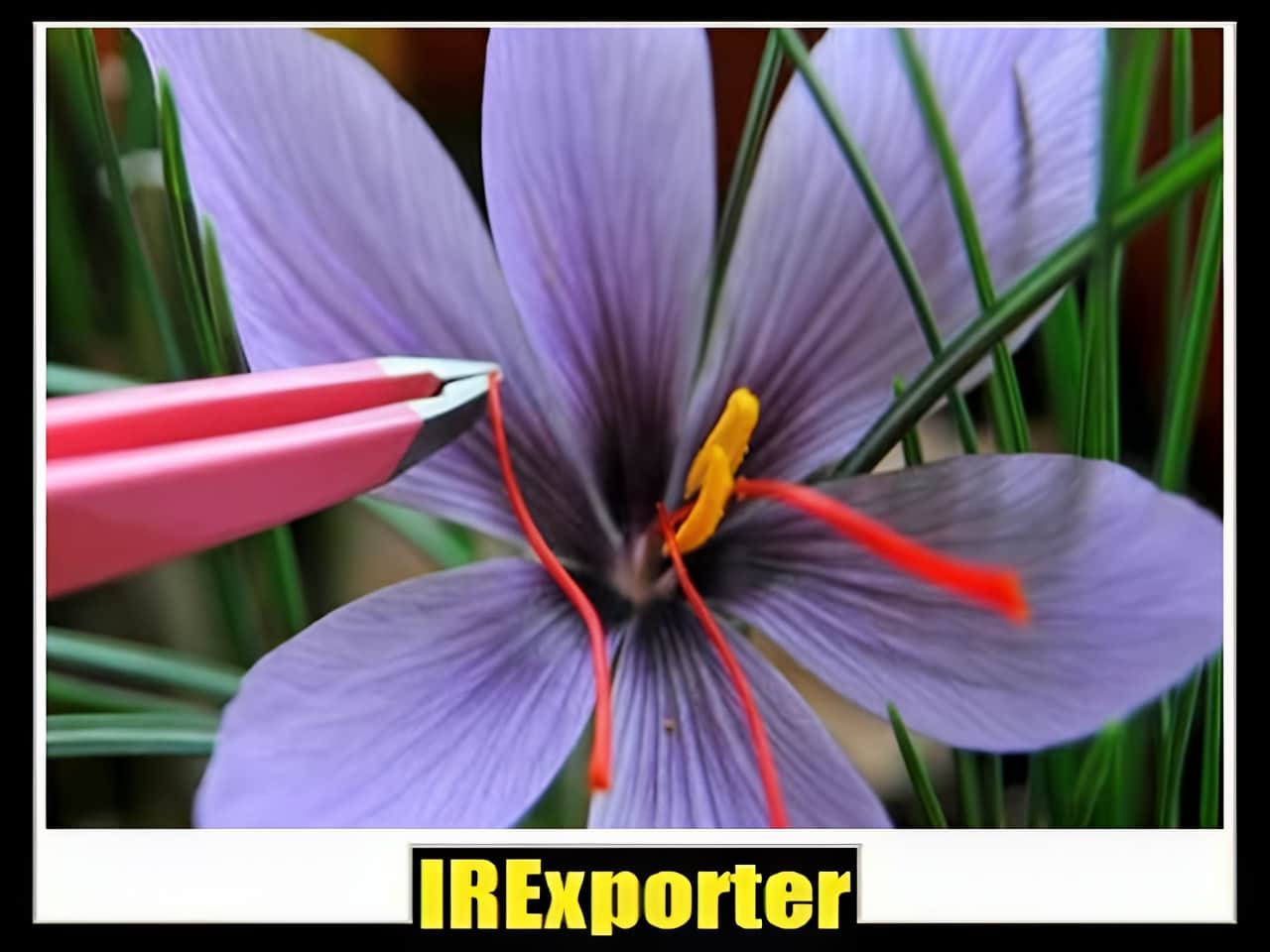 Export saffron sales Export saffron sales