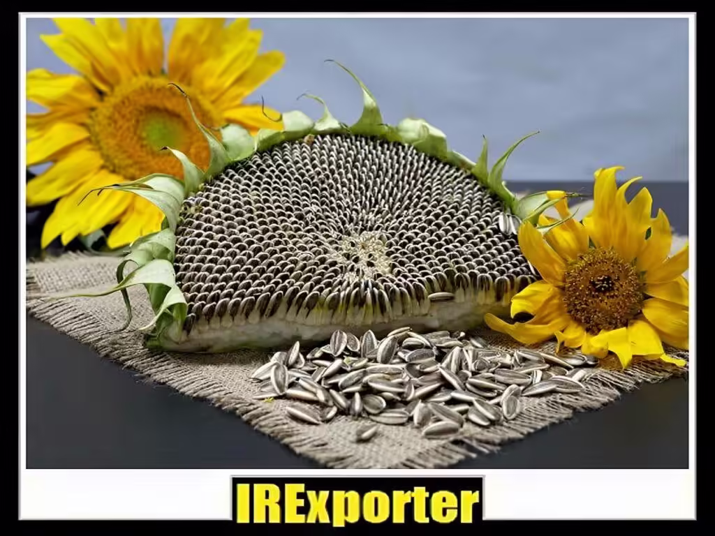 exporter sunflower seed