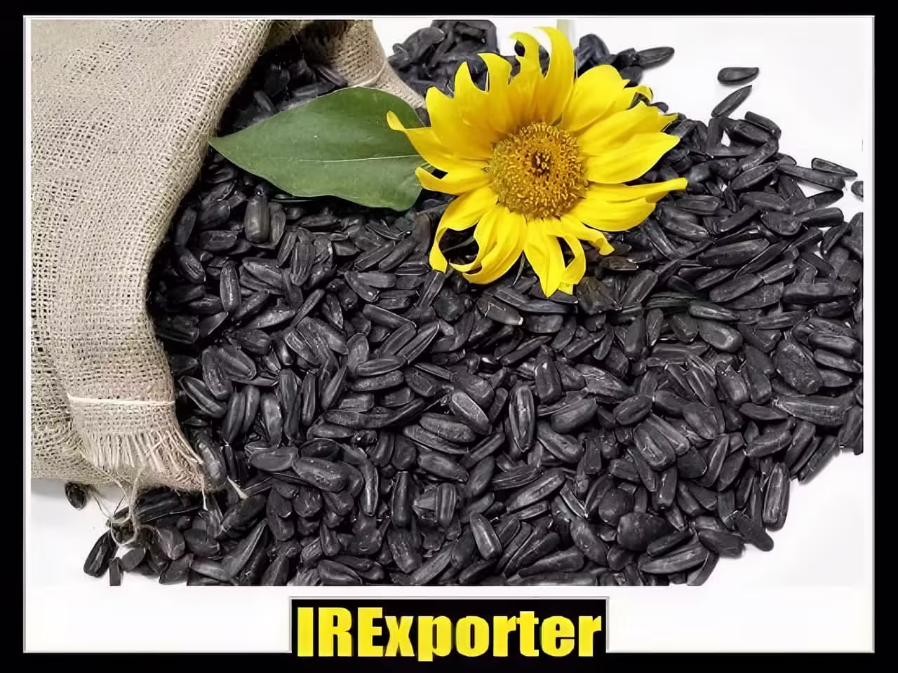 Iran export sunflower and watermelon seeds transportation