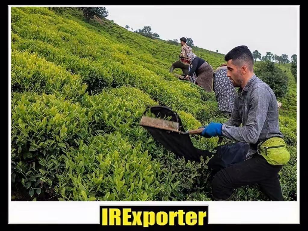 tea-export4 Export tea sales