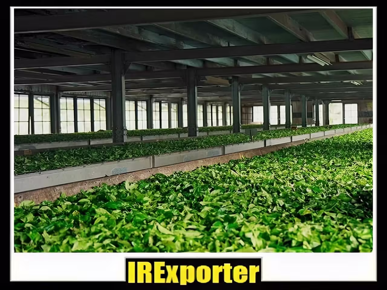 Iran export tea business group Iran export tea business group